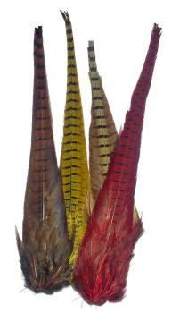 Fasaanin (ringneck)  pyrstö