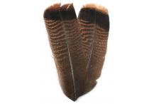 Ozark Turkey's Tail Feathers (cinnamon tip)