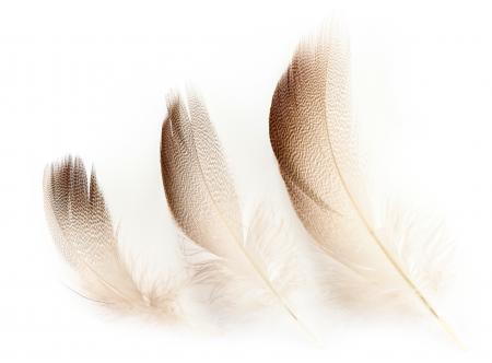 Mallard Duck Bronze Shoulders Selected Feathers