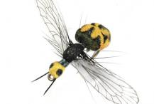 Wasp Black Yellow