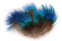 Peacock Blue Neck Feathers