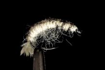 Oliver Edward's Hydropsyche Larva