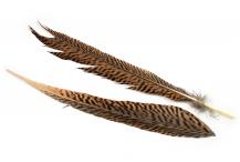Golden Pheasant Tail Feather