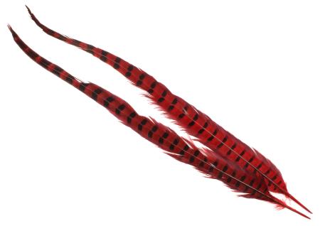 Ringneck Pheasant Tail Feathers