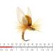 Mayfly Emerger