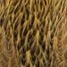 Whiting Brahma Hen Cape