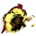 Toucan Yellow