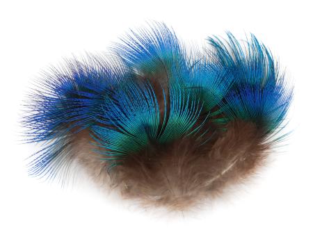 Peacock Blue Neck Feathers