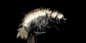 Oliver Edward's Hydropsyche Larva