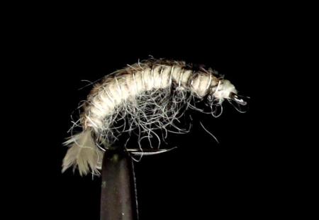 Oliver Edward's Hydropsyche Larva