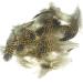 Grouse (body plumage)