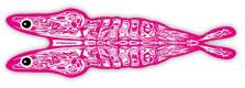 Kirkas / Pinkki