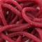 Bloodworm Red