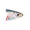 Anchovy, XXS