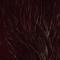 Claret