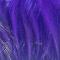 Purppura