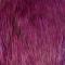 Purppura