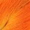 Fl. Orange