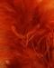 Fiery Brown
