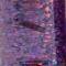 Holo. Purple (light)