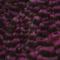 Grizzly Purppura