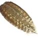 Oak Mottled Turkey
