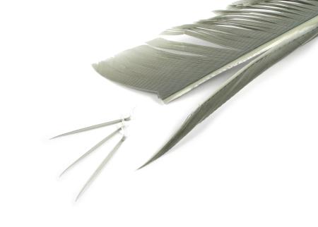 Turkey Biot Quills