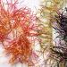 Veniard Super Stretch Hackle