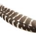 Turkey Broad Wing Quills (kalkkuna)