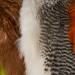 Ewing Soft Hackle Pack