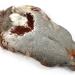Alapuoli