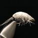 Sample Fly