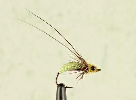 Struggling Sedge