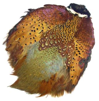 Fasaani (ringneck)
