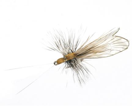 Caddis Adult