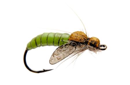 Caddis Pupa