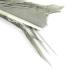 Turkey Biot Quills