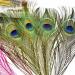 Frödinflies Peacock Eye Feather Pack