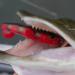 Savage Gear 3D Goby Shad