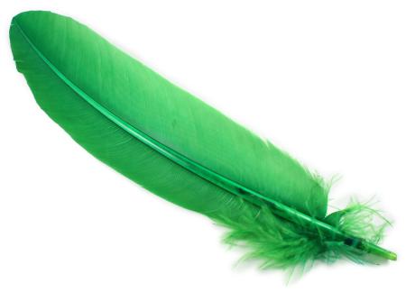 Turkey Broad Wing Quills (kalkkuna)