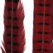 Ringneck Pheasant Tail Feathers