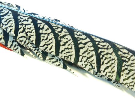 Amherst Fasanens Stjärt