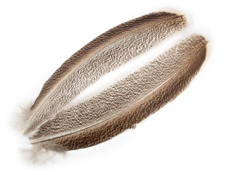 Kalkon vingpenna par (Wapsi)