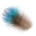 Peacock Blue Neck Feathers