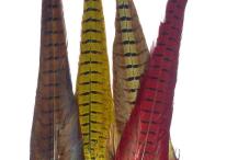 Ringneck Pheasant Complete Tail
