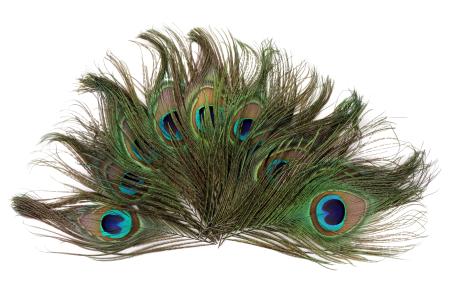 Påfågelns stjärtfjäder (10 st)