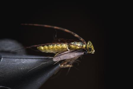 Pintapupa (sidontasetti)