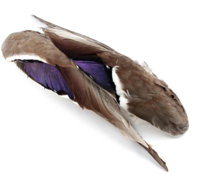 Mallard Whole Wings