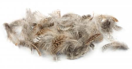 Partridge Neck Feathers, English (Veniard)