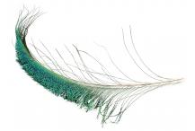 Peacock Swords (Veniard)